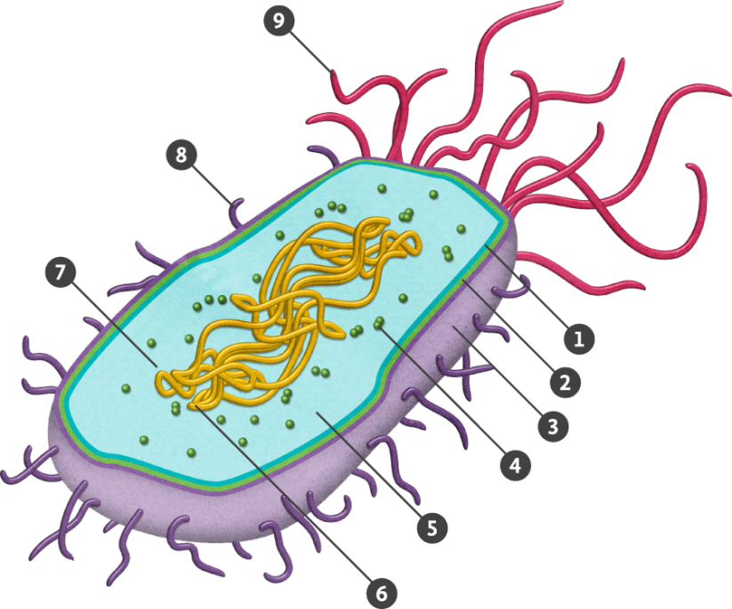 Transparent Prokaryote Png Download - Prokaryotic Cell Png Clipart (823x685), Png Download