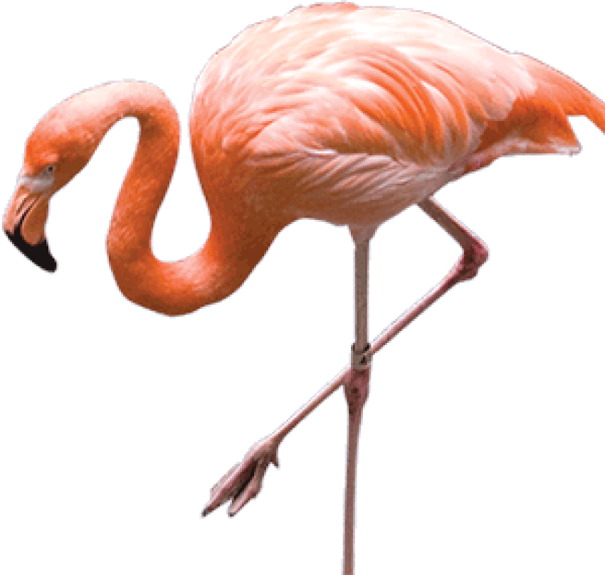 Free Png Download Flamingo Png Images Background Png - Flamingo Png Clipart (850x808), Png Download