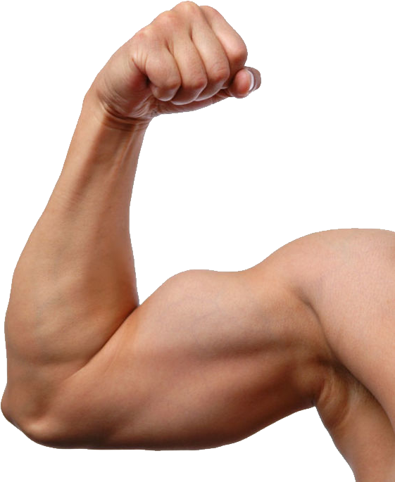 Muscle - Man Arm Clipart (561x685), Png Download