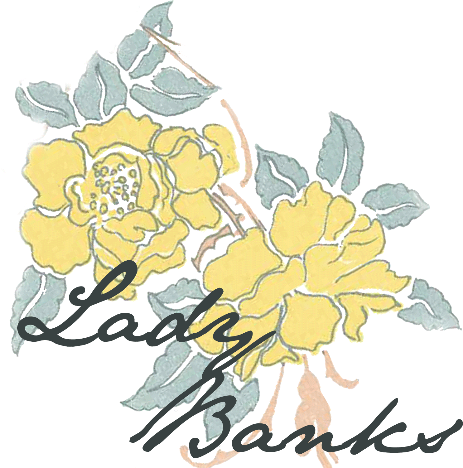 Lady Banks - Garden Roses Clipart (1500x1500), Png Download