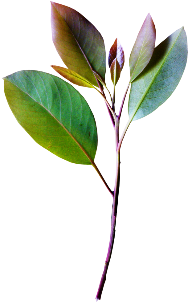 Vintage Collection Plant Leaves, Tree Leaves, Trees - Vintage Plants Png Clipart (661x1024), Png Download