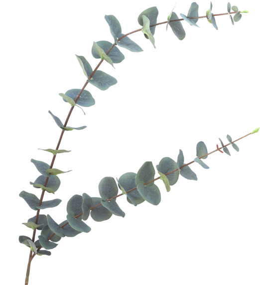 Luxury Green Stem - Eucalyptus Stem Clipart (600x600), Png Download