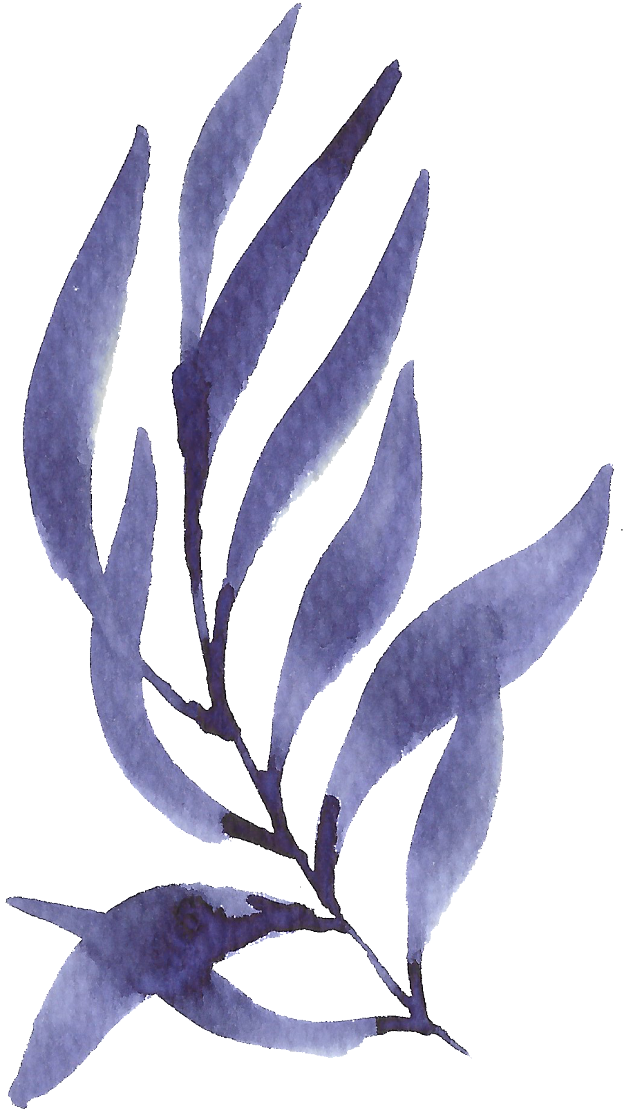 Hand Painted Purple Seaweed Watercolor Transparent - Erythronium Dens-canis Clipart (1024x1730), Png Download