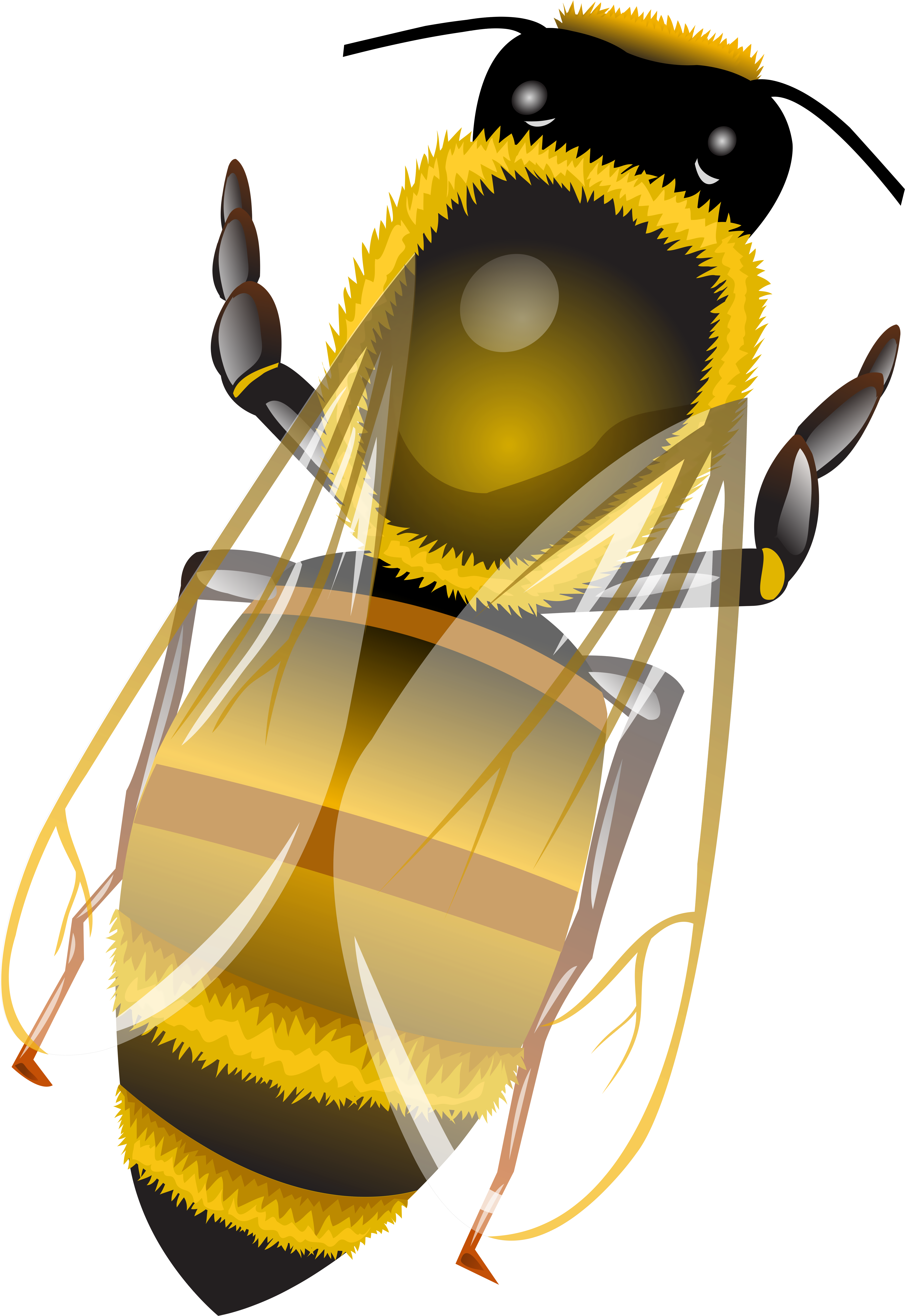 Bee Png Clip Art Transparent Png (5522x8000), Png Download