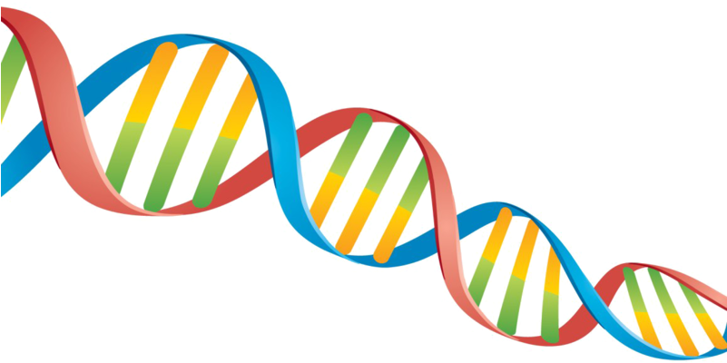 Dna Png Transparent Image - Dna Png Transparent Clipart (800x532), Png Download