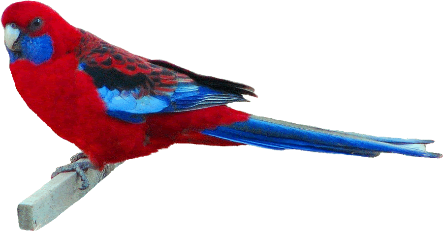 Crimson Rosella Clipart,13 Cm Wide Gif By Puzzled Pics - Rosella Clipart - Png Download (900x470), Png Download