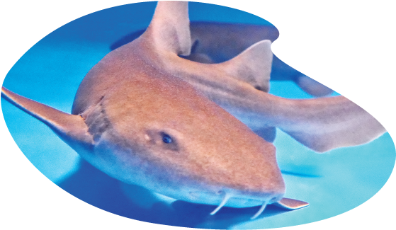 Shark - Great White Shark Clipart (612x792), Png Download