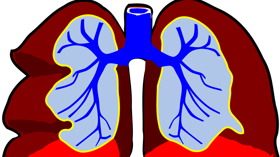Lungs Clip Art - Png Download (957x538), Png Download