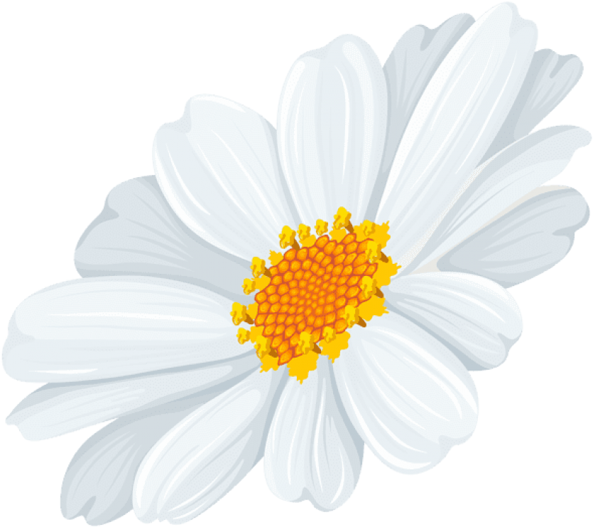 Free Png Download White Daisy Transparent Png Images - White Daisy Flowers Transparent Clipart (850x754), Png Download
