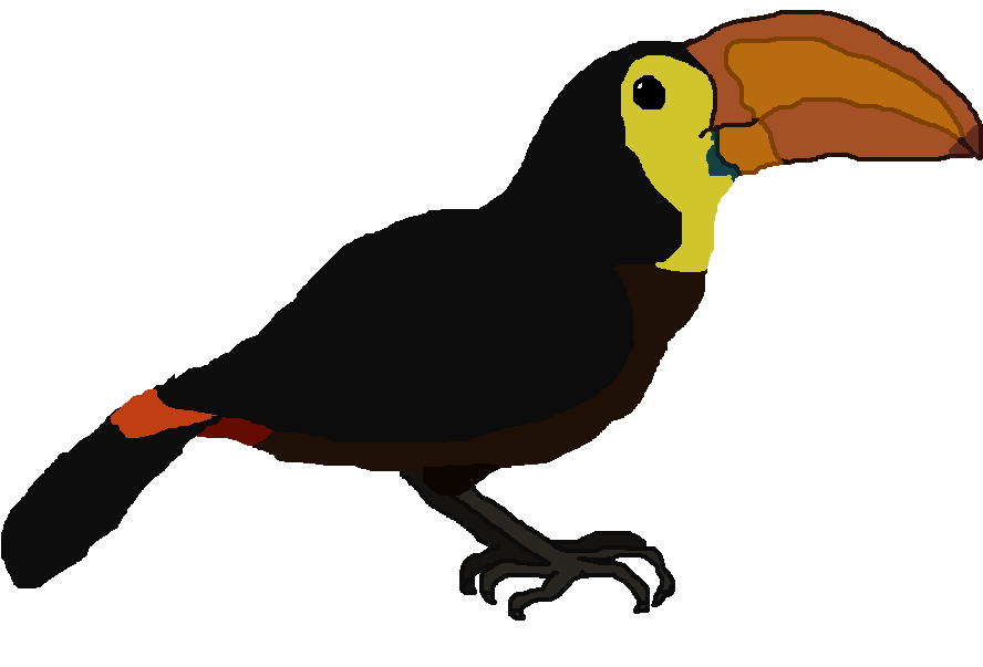 Clip Art , Png Download - Toucan Transparent Png (888x603), Png Download
