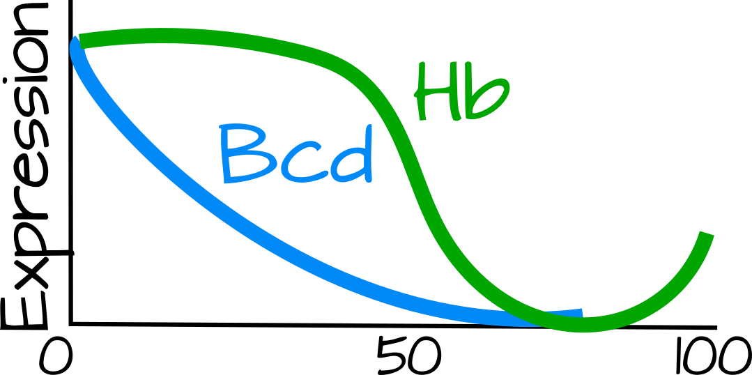 The Bicoid Gradient Is Shallow, Bicoid Concentration - Parallel Clipart (1079x538), Png Download
