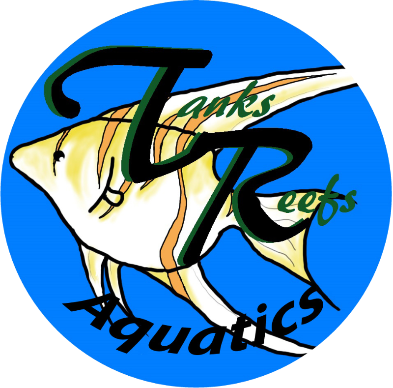 Aquarium Clipart Fish Store - Png Download (800x789), Png Download