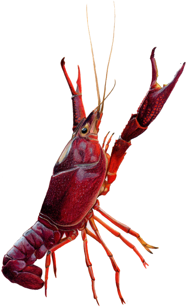 Crawfish Drawing Clipart (684x1024), Png Download