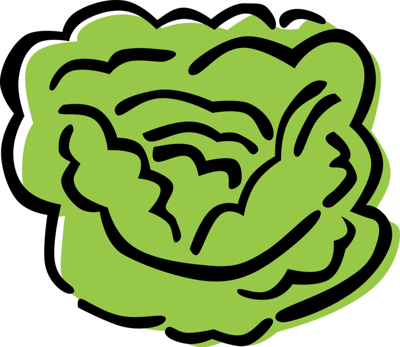 Lettuce Clipart Sliced - Alface Vetor Png Transparent Png (793x703), Png Download