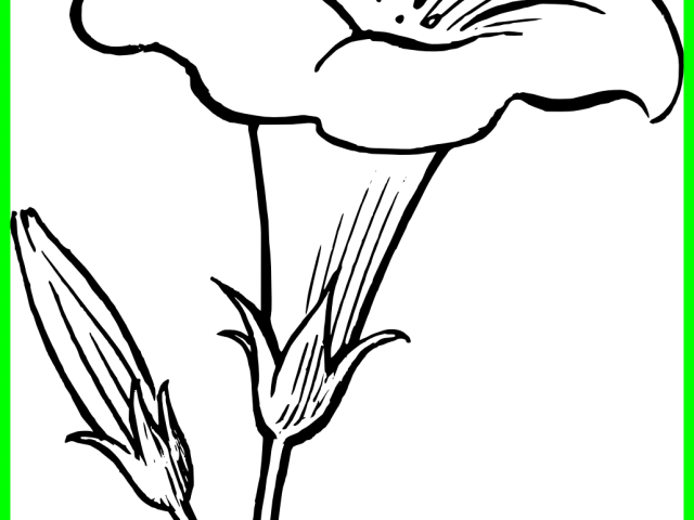 Lily Clipart Black And White - Black And White Flowerclip Art - Png Download (640x480), Png Download