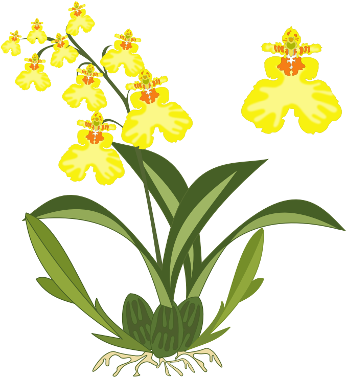 Clipart - Oncidium - Yellow Orchid Clip Art - Png Download (800x800), Png Download