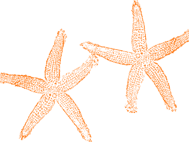 Starfish Clipart Orange Starfish - Orange Starfish Clipart - Png Download (640x480), Png Download