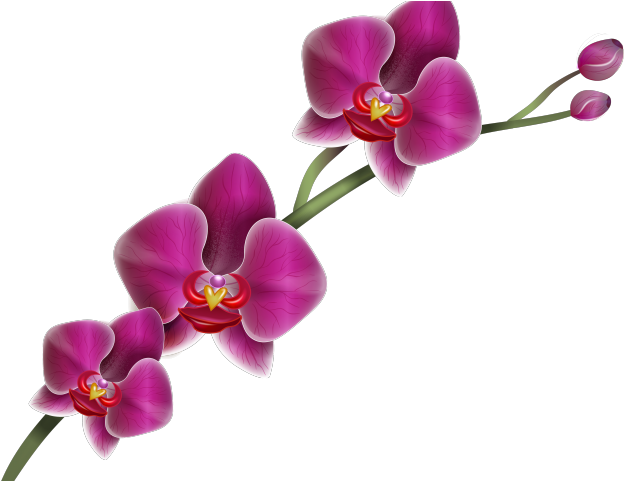 Orchid Clipart Hawaiian Orchid Orchid Png Transparent Png Full Size Clipart Pinclipart