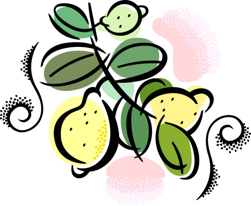 Vector Illustration Of Citrus Fruit Lemons Growing Clipart (851x700), Png Download