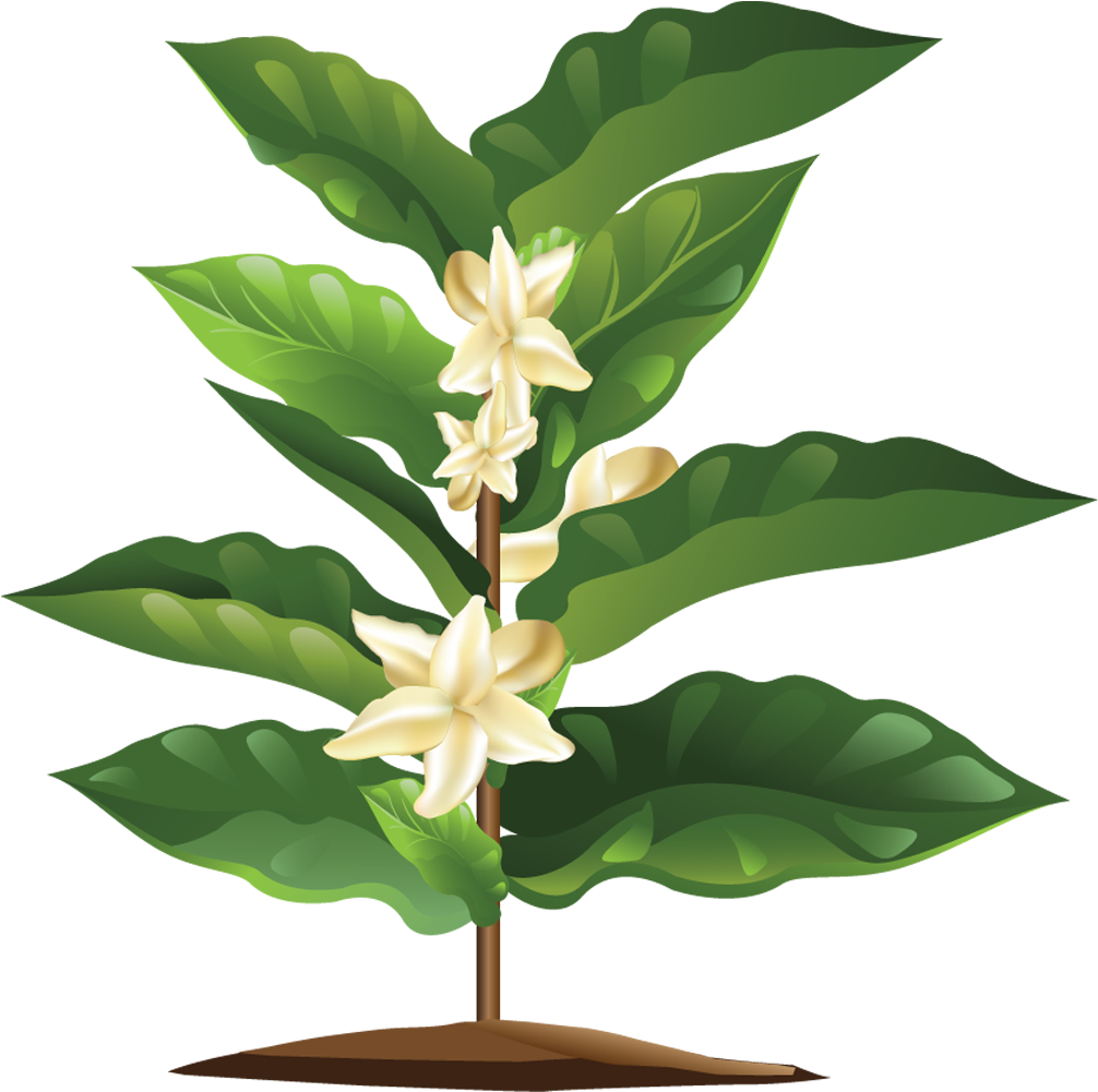 1006 X 1001 2 - Flor De Cafe Png Clipart (1006x1001), Png Download