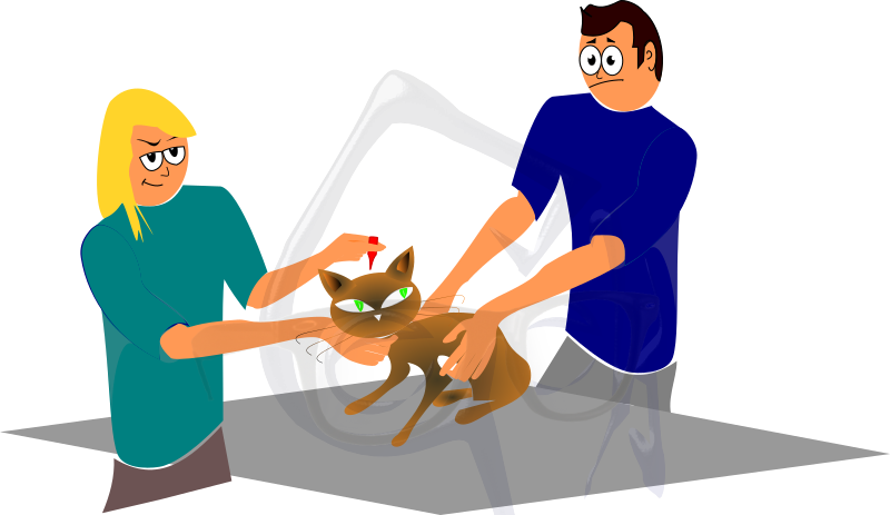 Cartoon Cat Getting Deflead - Cartoon Clipart (800x463), Png Download