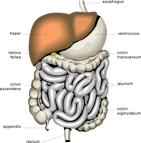 Digestive System Png - Digestive System Clipart (590x600), Png Download