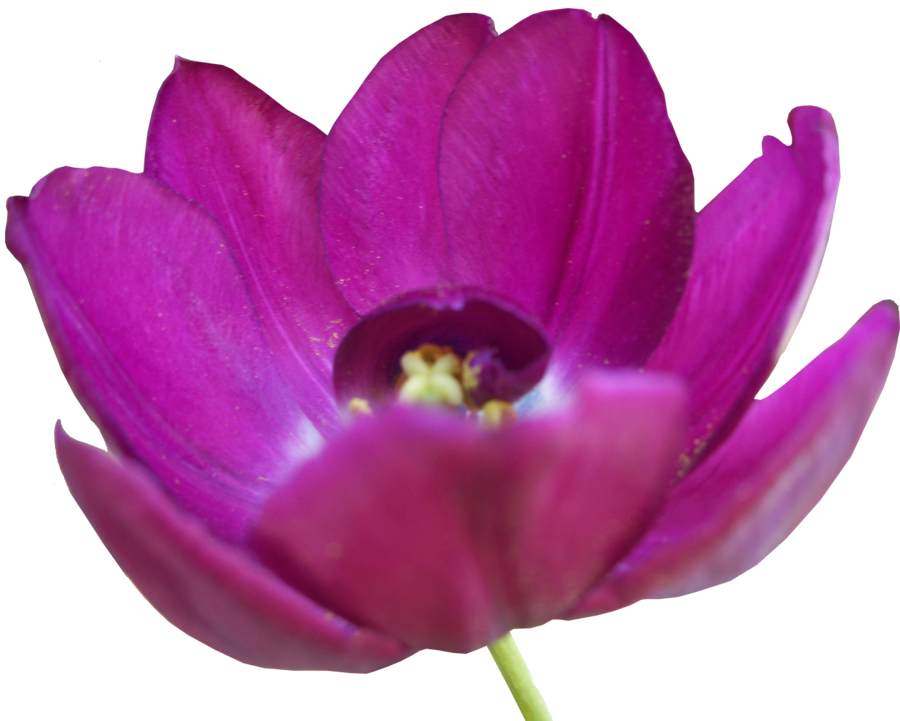 Tulip Flower Free Png Transparent Images Free Download - African Daisy Clipart (900x721), Png Download