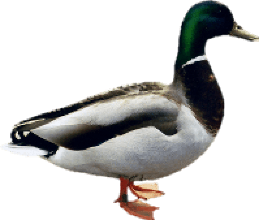 Free Png Images - Indian Duck Png Clipart (850x722), Png Download