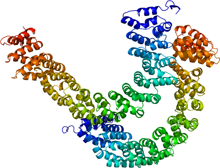 Proteinas Quinases Clipart (905x704), Png Download