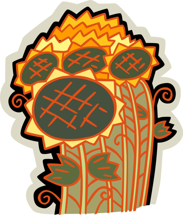 Vector Illustration Of Sunflower Flowers Growing In - Illustration Clipart (597x700), Png Download