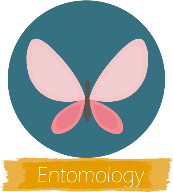 Cafs Undergraduate Majors - Butterfly Icon Clipart (626x626), Png Download