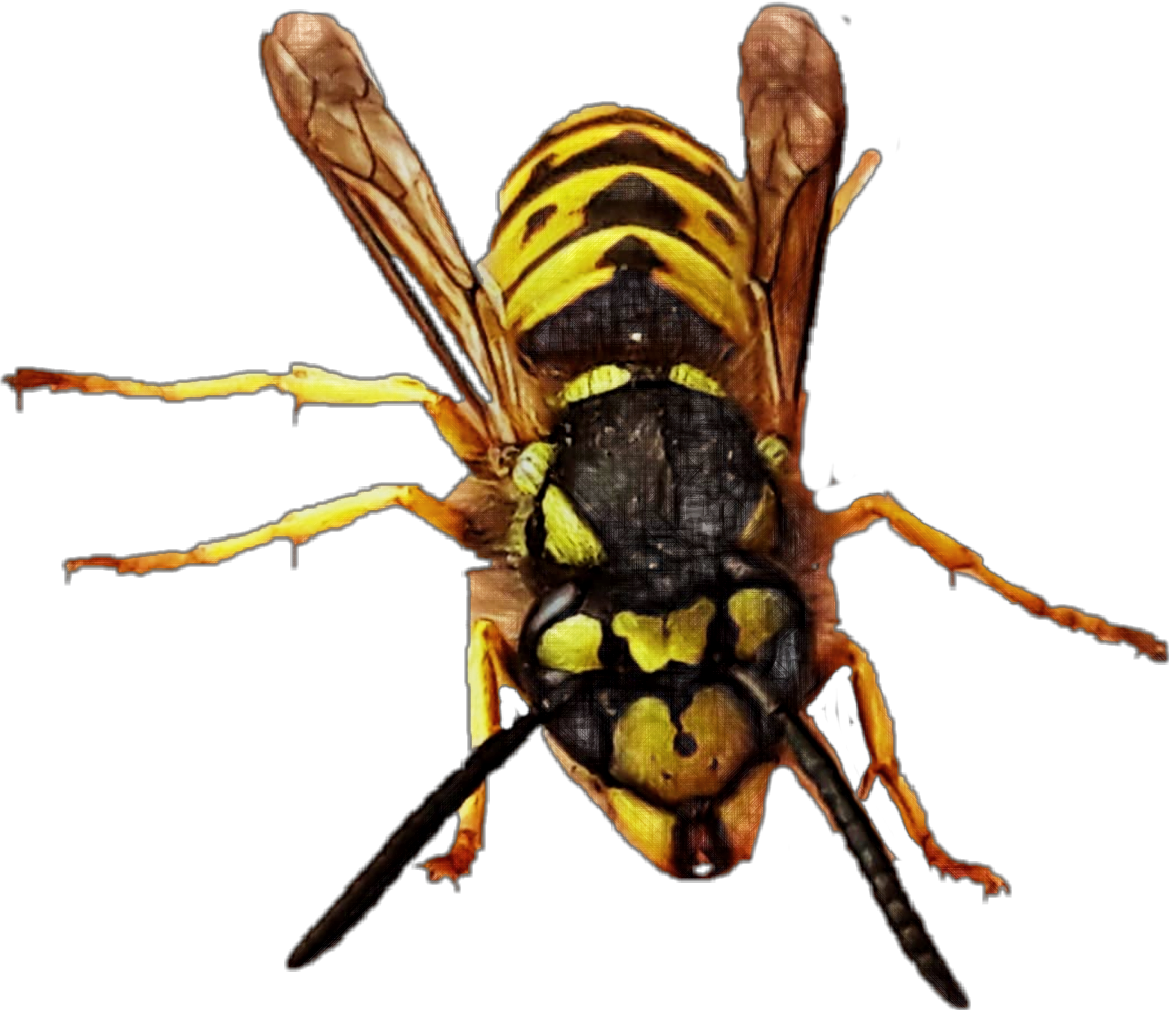 1169 X 1010 2 - Hornet Clipart (1169x1010), Png Download