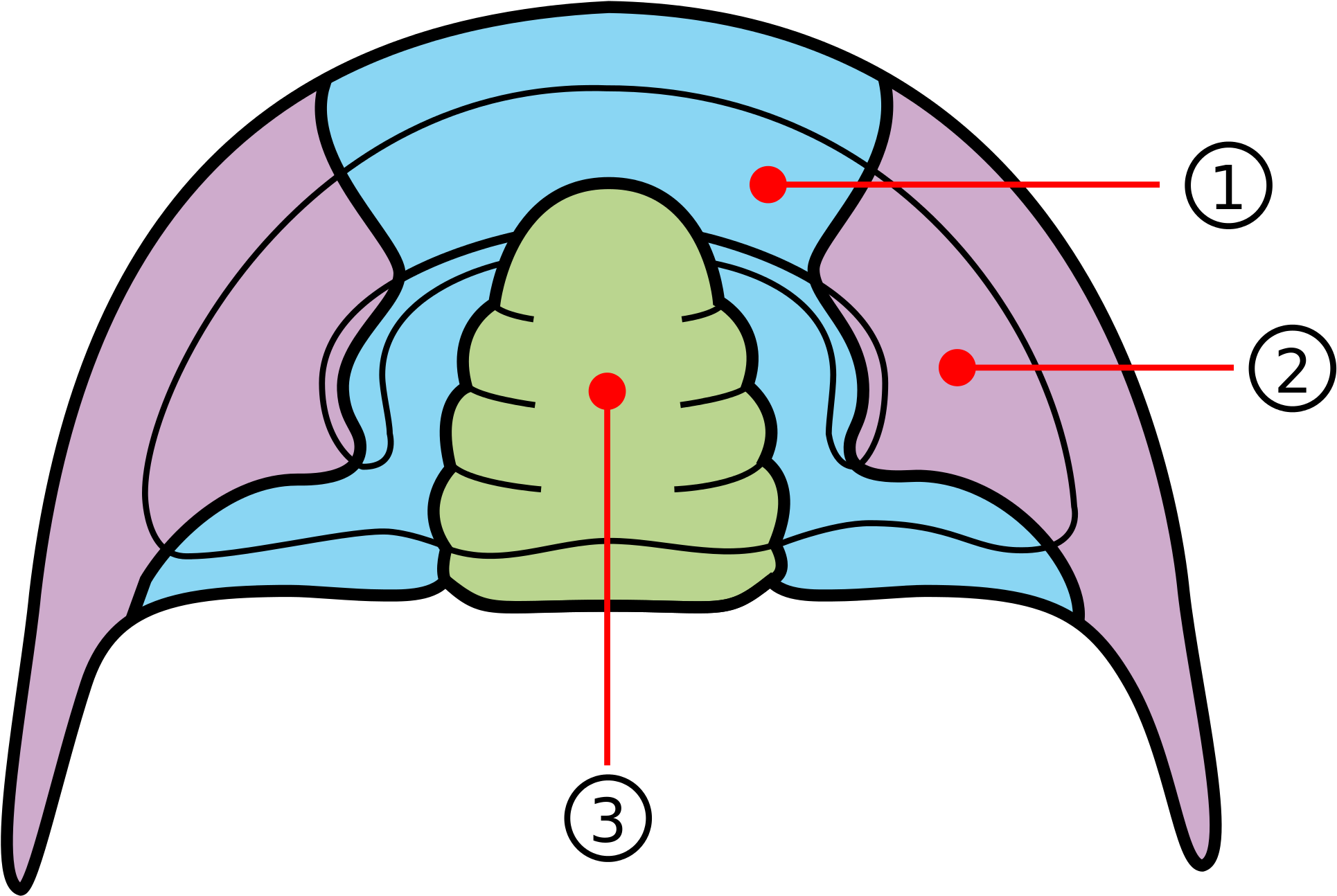 Open - Trilobite Diagram Clipart (2000x1391), Png Download