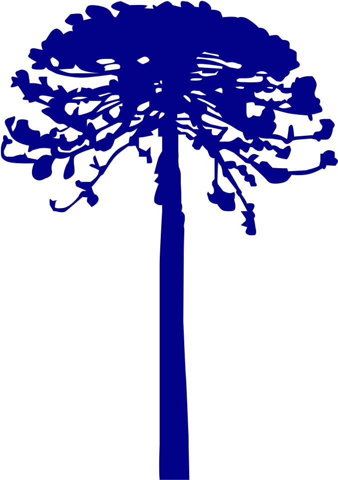 File - Araucaria Vector - Svg - Araucaria Vector Clipart (872x1023), Png Download