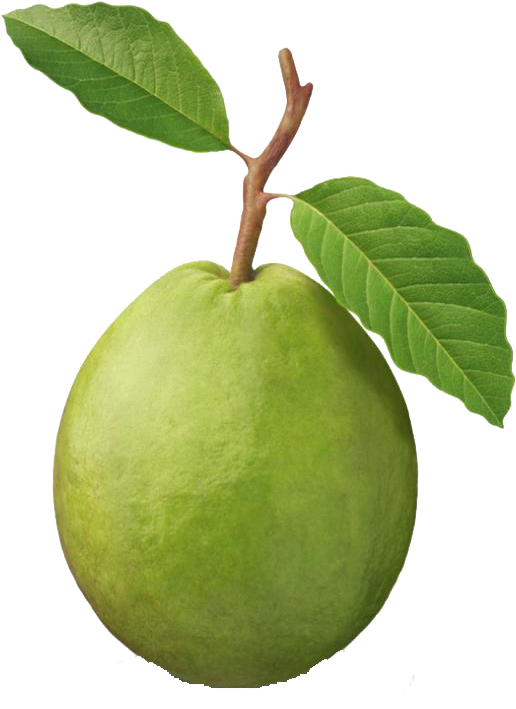 Guava Punch Clip Art Fruit - Guava Fruit - Png Download (544x730), Png Download