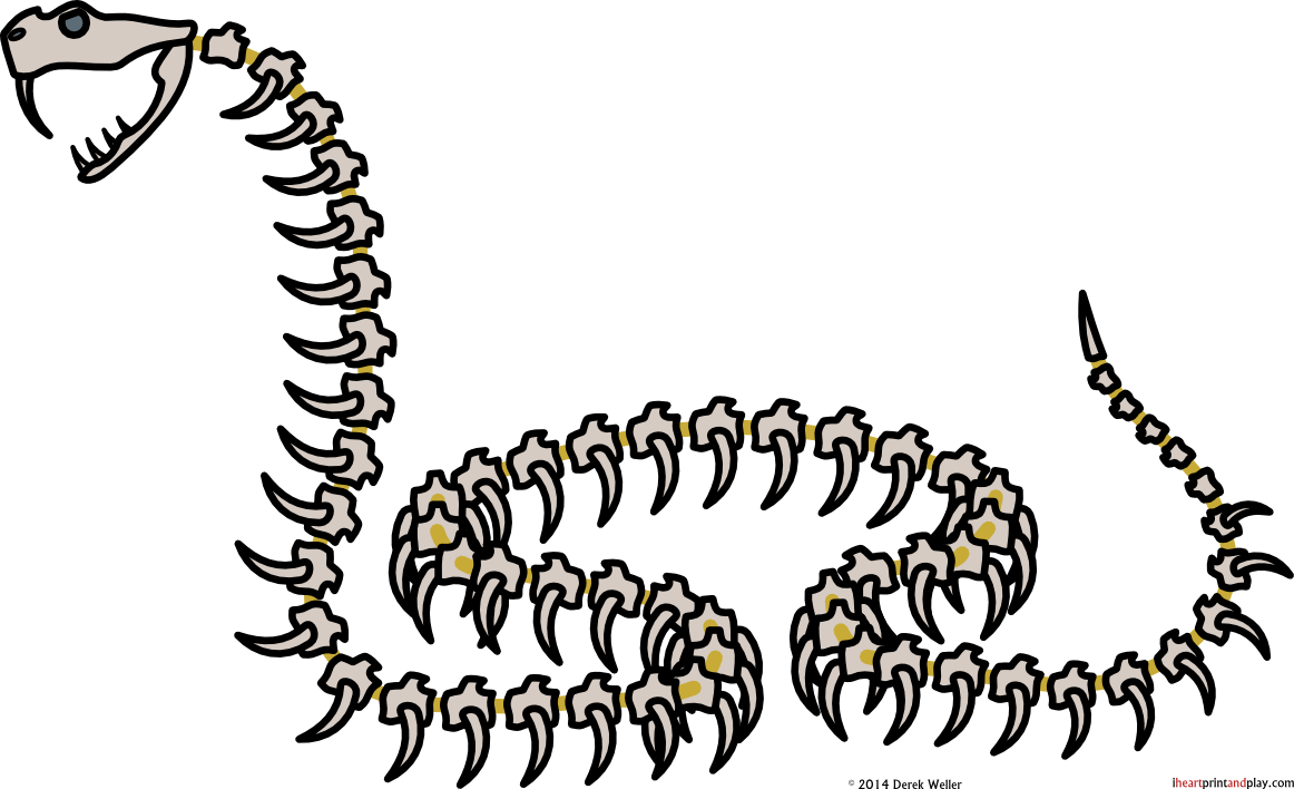 1162 X 708 1 - Skeleton Snake Png Clipart (1162x708), Png Download