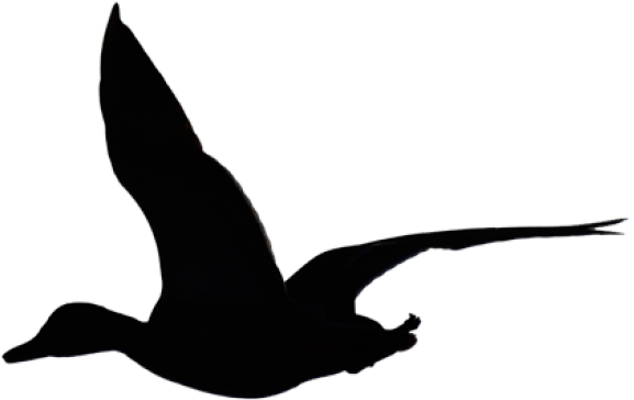 Geese Migration Clipart Birds Flying High - Flying Duck Silhouette Png Transparent Png (640x480), Png Download