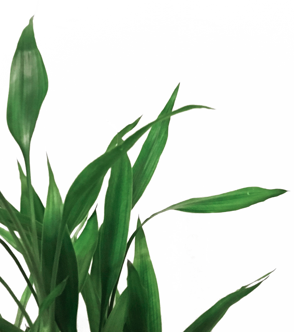 Discover - Plants With White Background Clipart (1000x1129), Png Download