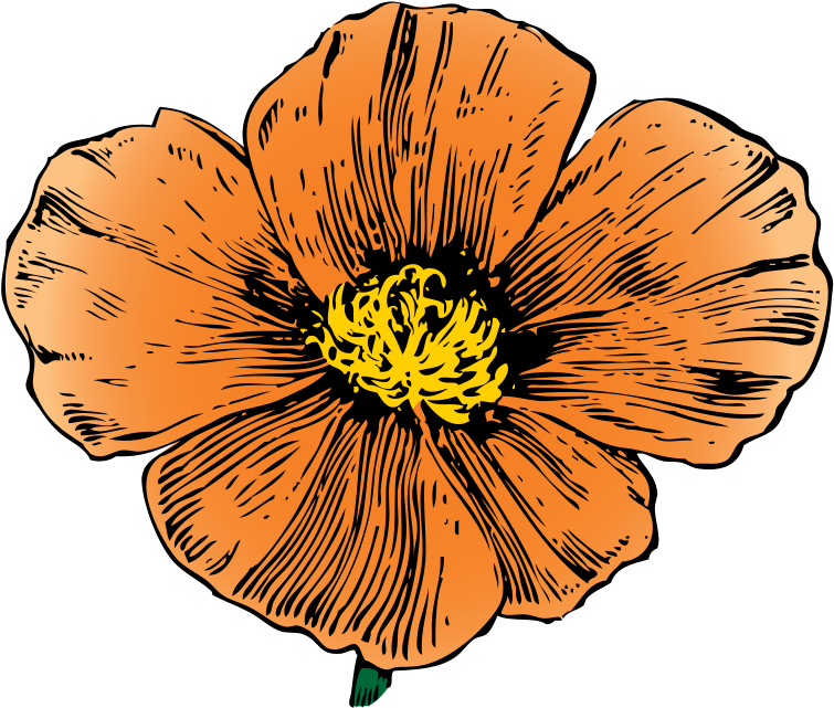 Clipart Of California, Ca And Poppy Free - Hawaiian Hibiscus - Png Download (800x703), Png Download