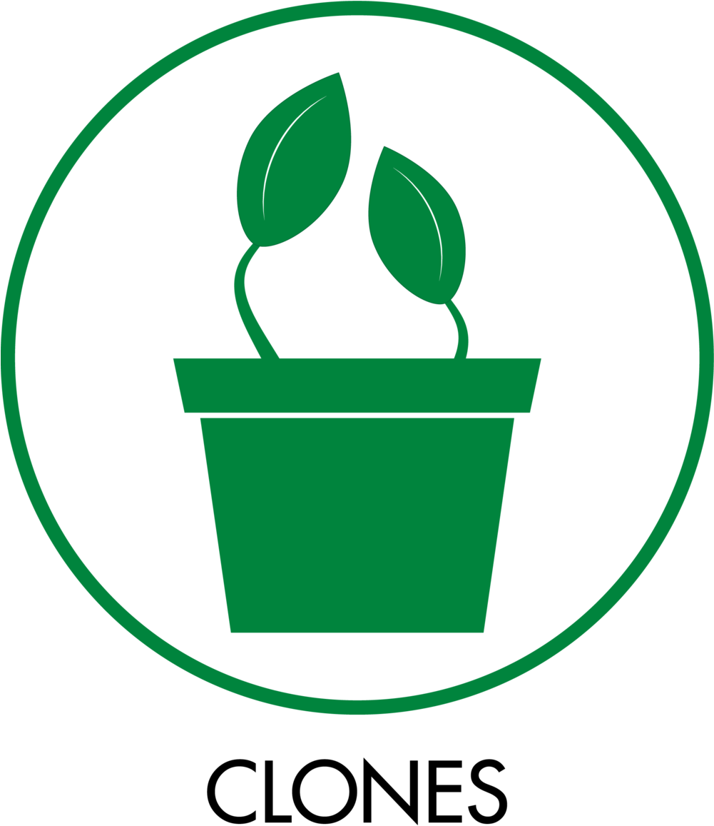 Category Icons Clones - Cannabis Clone Icon Clipart (1000x1180), Png Download