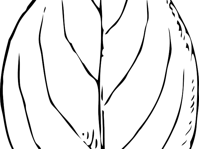 Maple Leaf Clipart 2 Leaves - Line Art - Png Download (640x480), Png Download