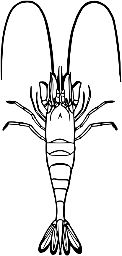 Fmib 52664 Crangon Vulgaris - Krewetka Kolorowanka Clipart (413x864), Png Download