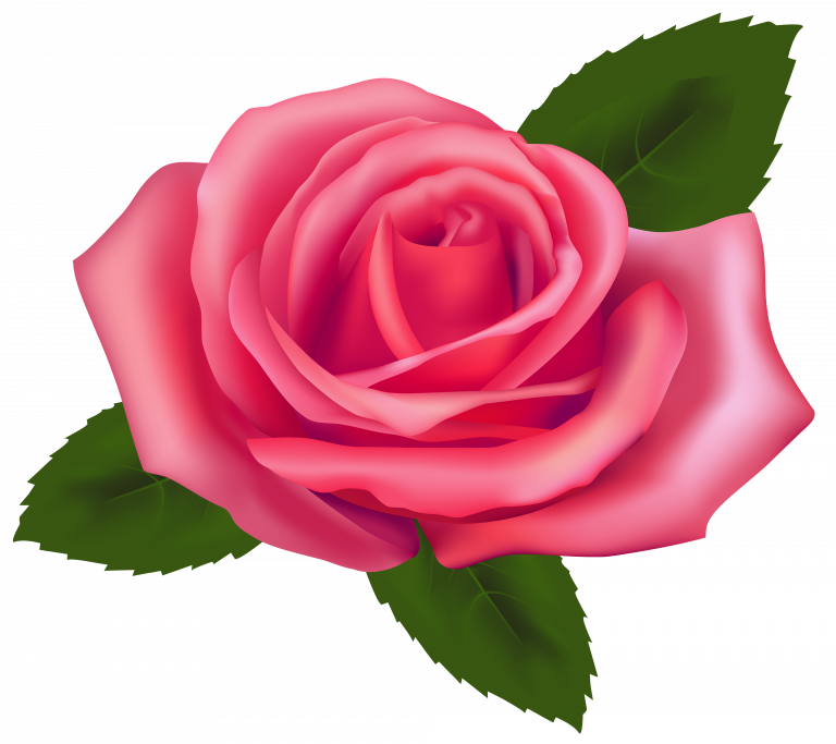 Download Pink Rose Clip Art - Pink Rose Clipart Png Transparent Png (768x683), Png Download