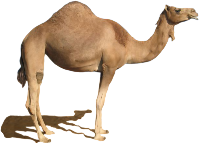 Camel Png Clipart (800x573), Png Download
