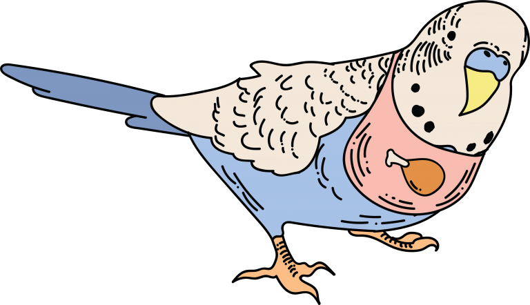 What Do I Feed My Parrot Clipart (768x442), Png Download