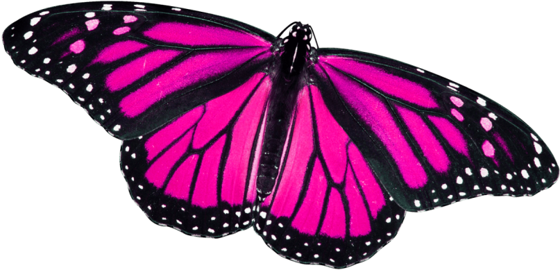 Free Png Download Butterfly S Png Images Background - Draw A Realistic Butterfly Clipart (850x566), Png Download