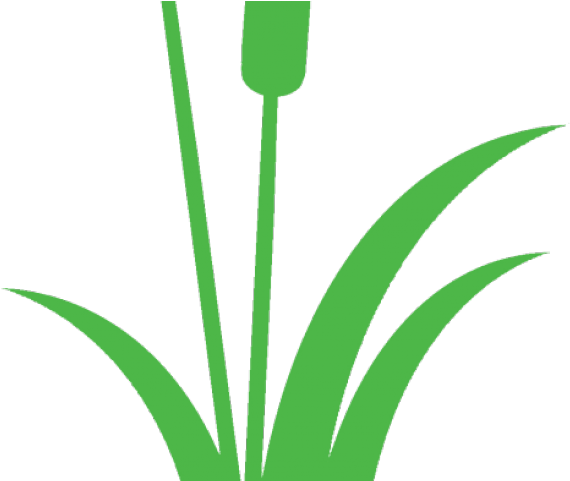 Single Clipart Cattail - Png Download (640x480), Png Download