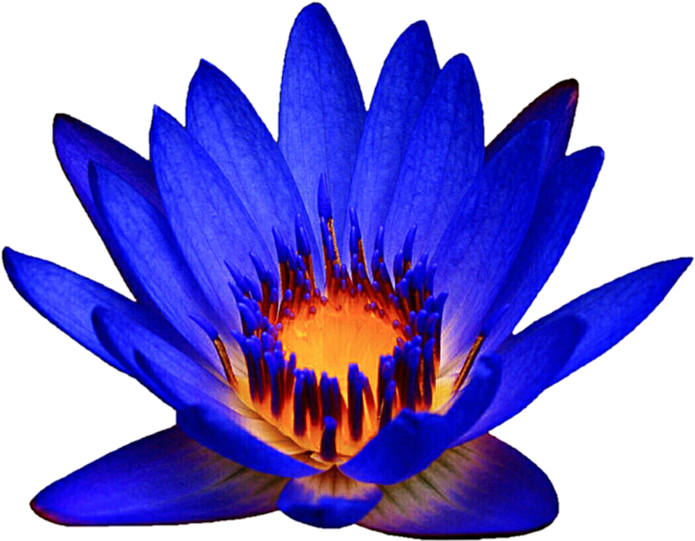 Ocean Blue Waterlily By Jeanicebartzen27 Ocean Blue - Water Lilies Clipart (993x774), Png Download