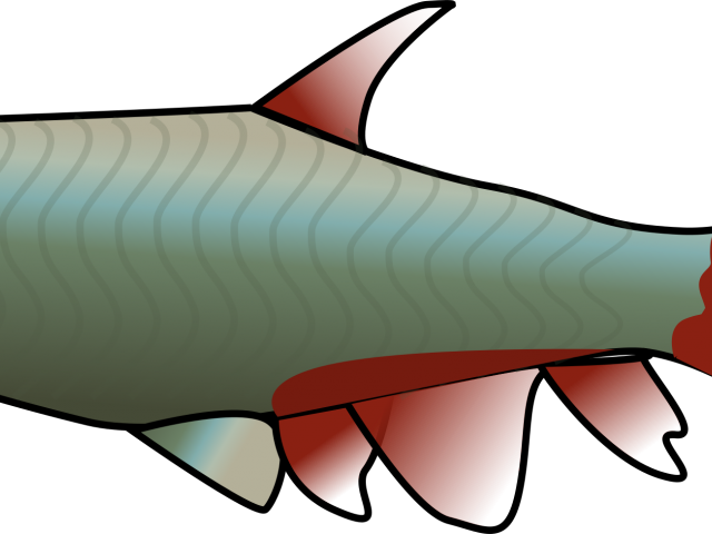 Salmon Clipart Tiny Fish - Clip Art - Png Download (640x480), Png Download