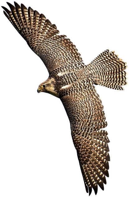 New Zealand Falcon Transparent Clipart (496x720), Png Download